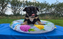 Olde English Bulldogge dogs for sale: George - Image 16