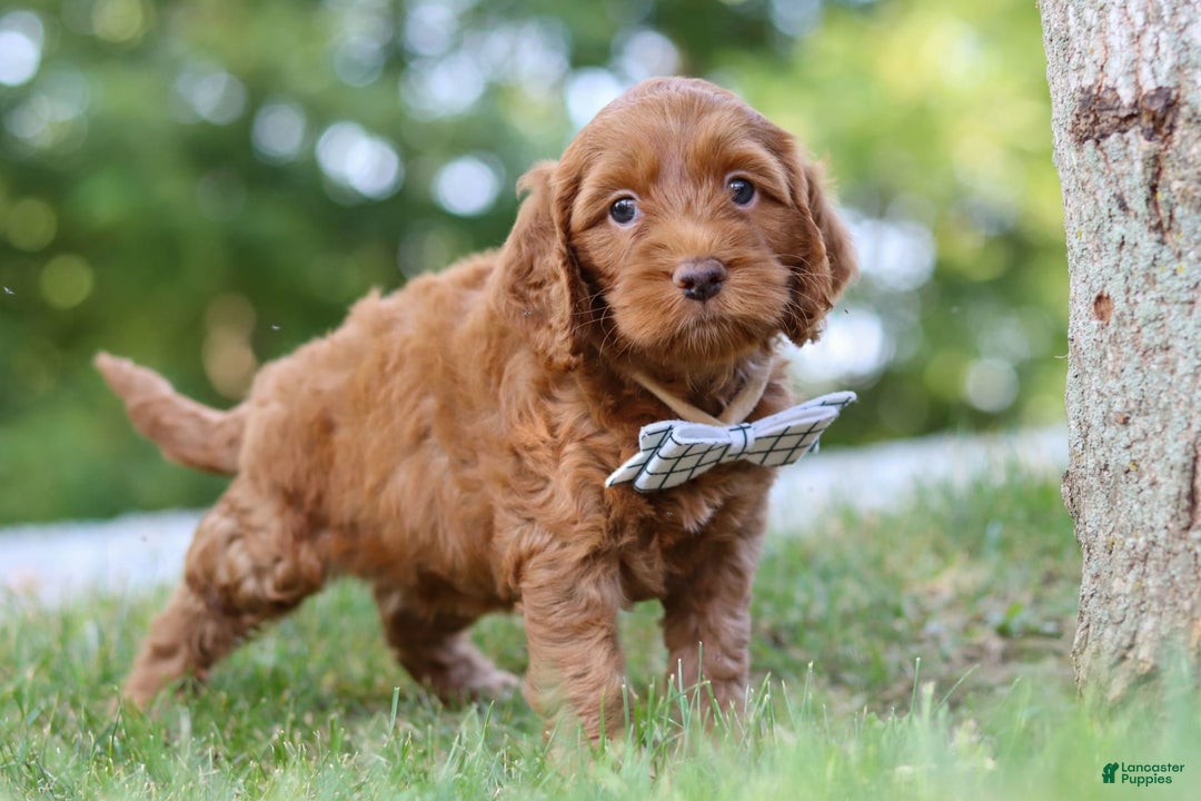 Cockapoo dogs for sale: Percy - Image 5