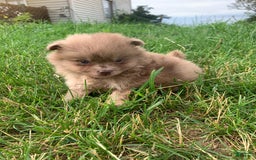 Pomeranian dogs for sale: Merle - Image 3