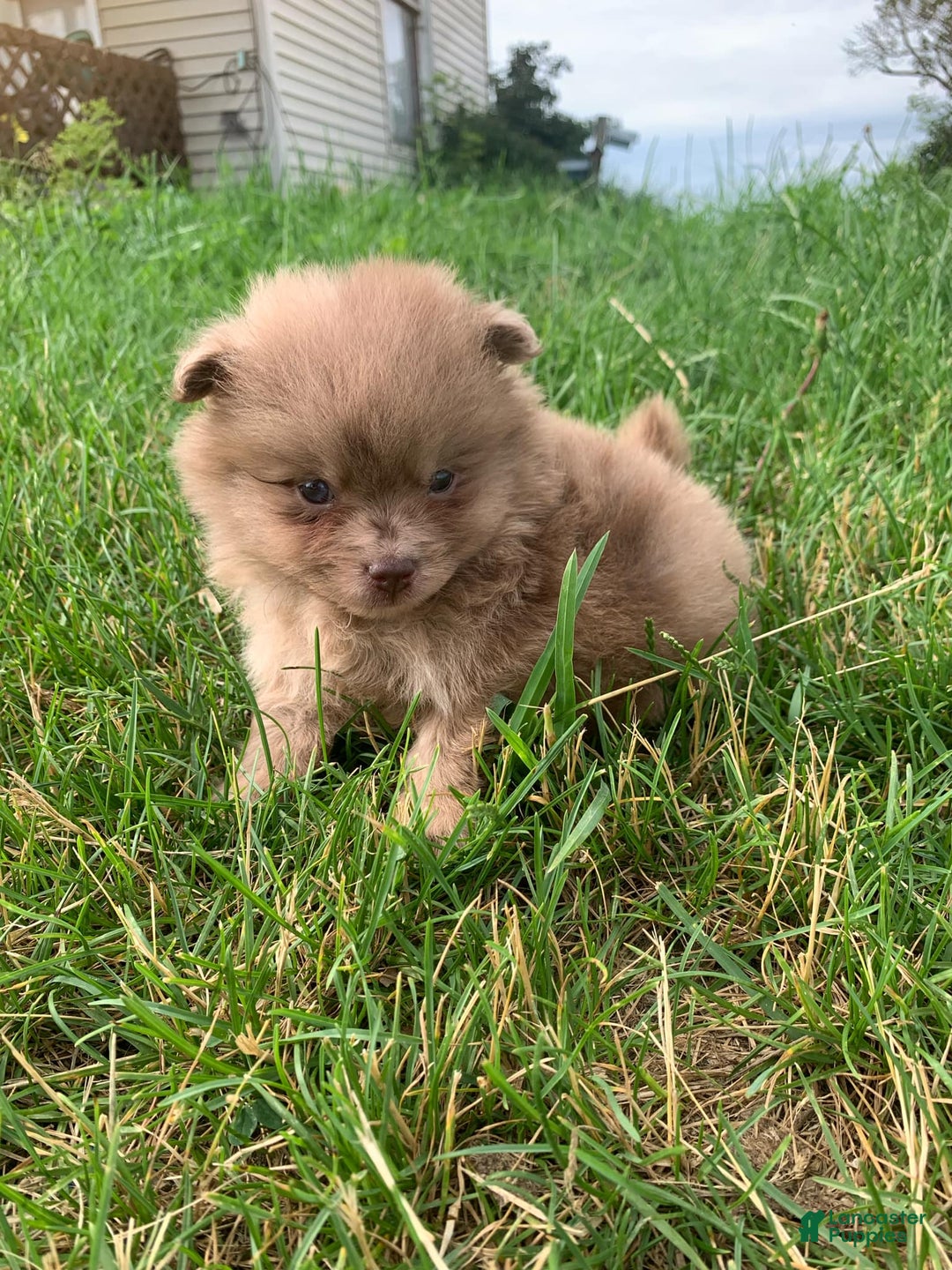Pomeranian dogs for sale: Merle - Image 3