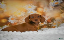 Miniature Dachshund dogs for sale: Lavander - Image 4