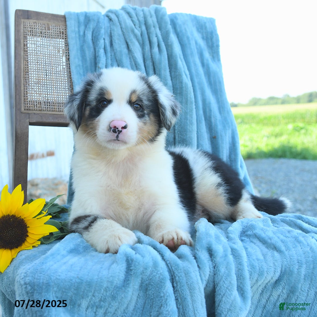 Australian Shepherd dogs for sale: Blue - Image 3