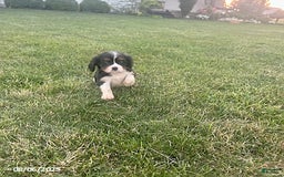 Cavalier King Charles Spaniel dogs for sale: Cavalier King Charles Spaniel 5 puppies - Image 16