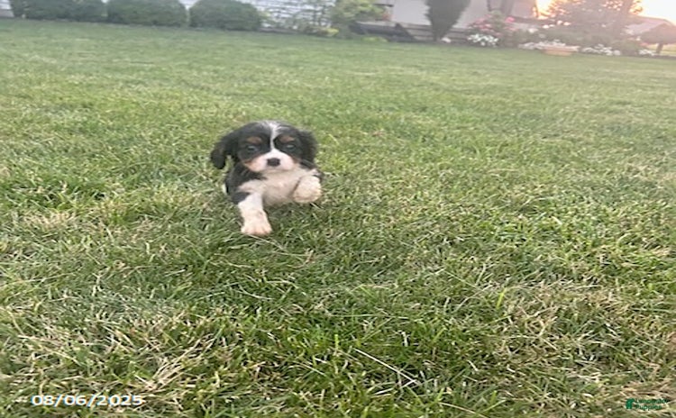 Cavalier King Charles Spaniel dogs for sale - Ad 4