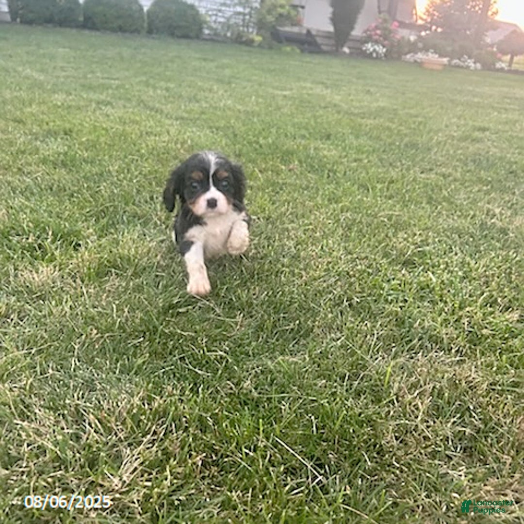 Cavalier King Charles Spaniel dogs for sale: Cavalier King Charles Spaniel 5 puppies - Image 16