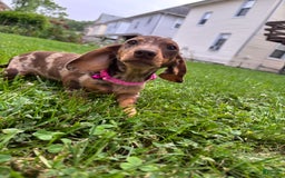 Miniature Dachshund dogs for sale: Sandy - Image 3