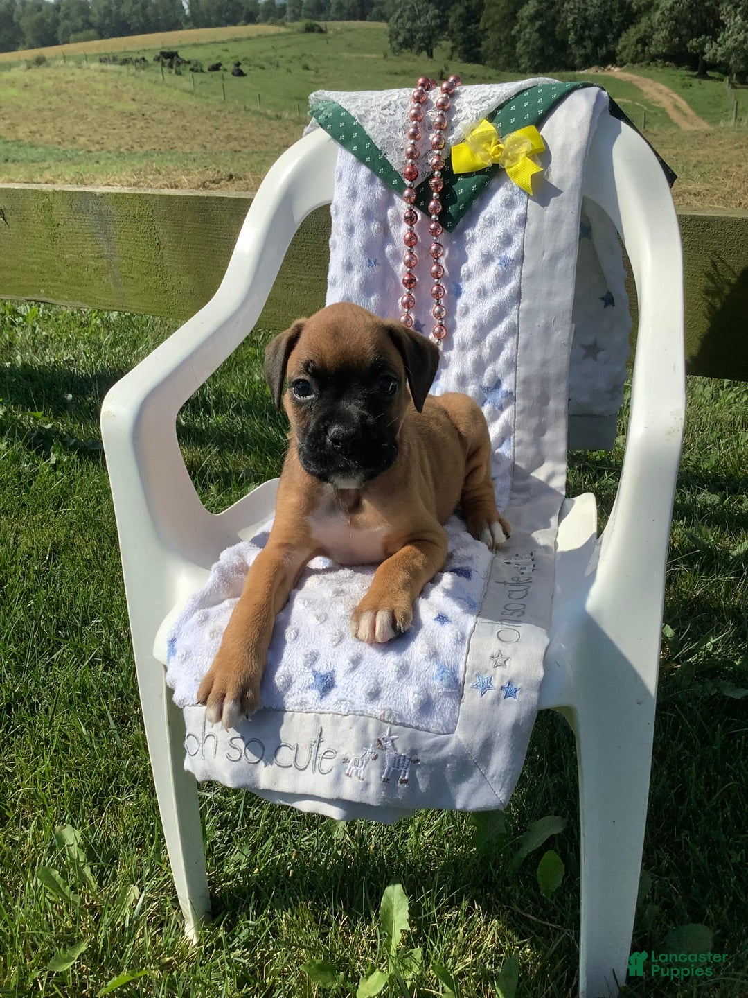 Boxer dogs for sale: Bo - Image 2