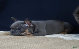 French Bulldog dogs for sale: Hank - Image 3