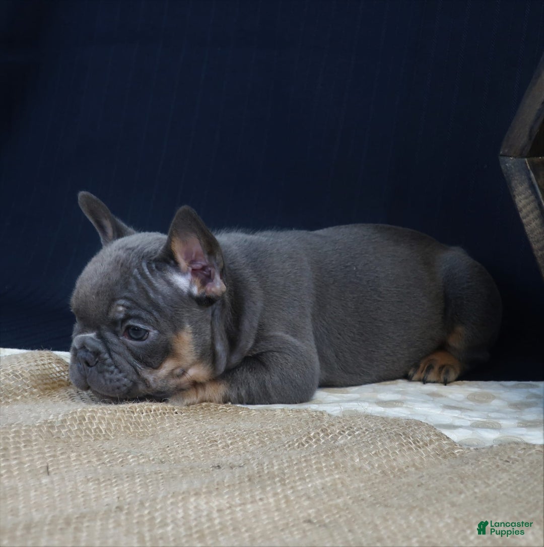 French Bulldog dogs for sale: Hank - Image 3
