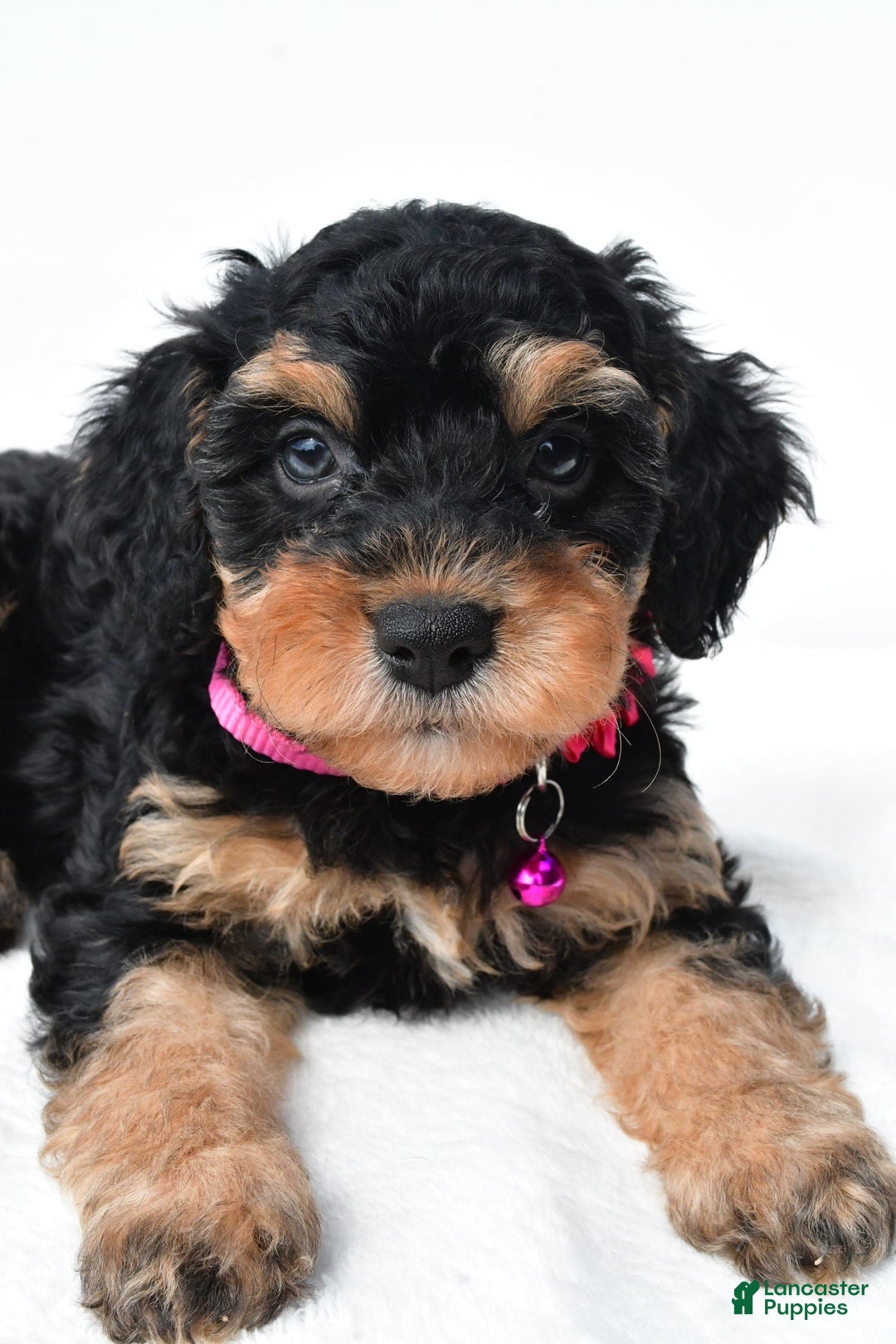 Cavapoo dogs for sale: Bell - Image 6