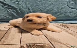 Golden Retriever dogs for sale: Golden Retriever - Image 12