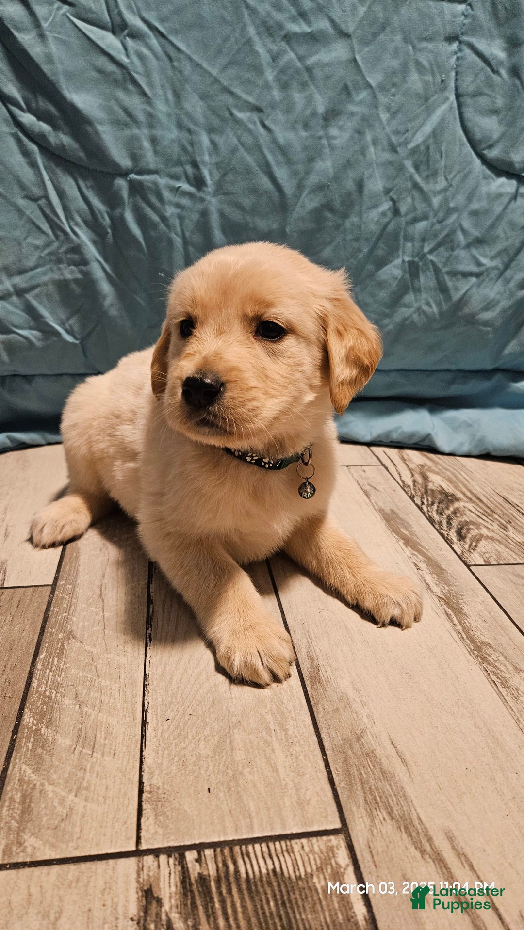 Golden Retriever dogs for sale: Golden Retriever - Image 12
