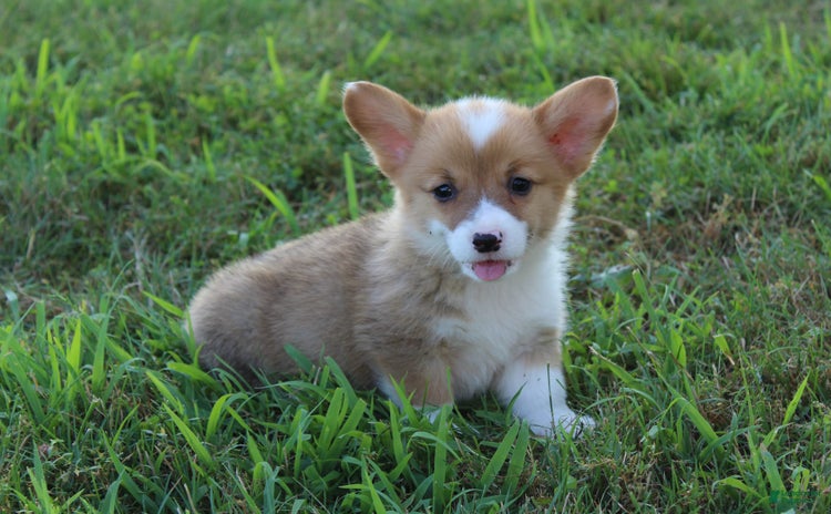 Welsh Corgi Pembroke dogs - Advert 35