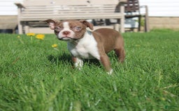 Boston Terrier dogs for sale: Sugar - Image 8