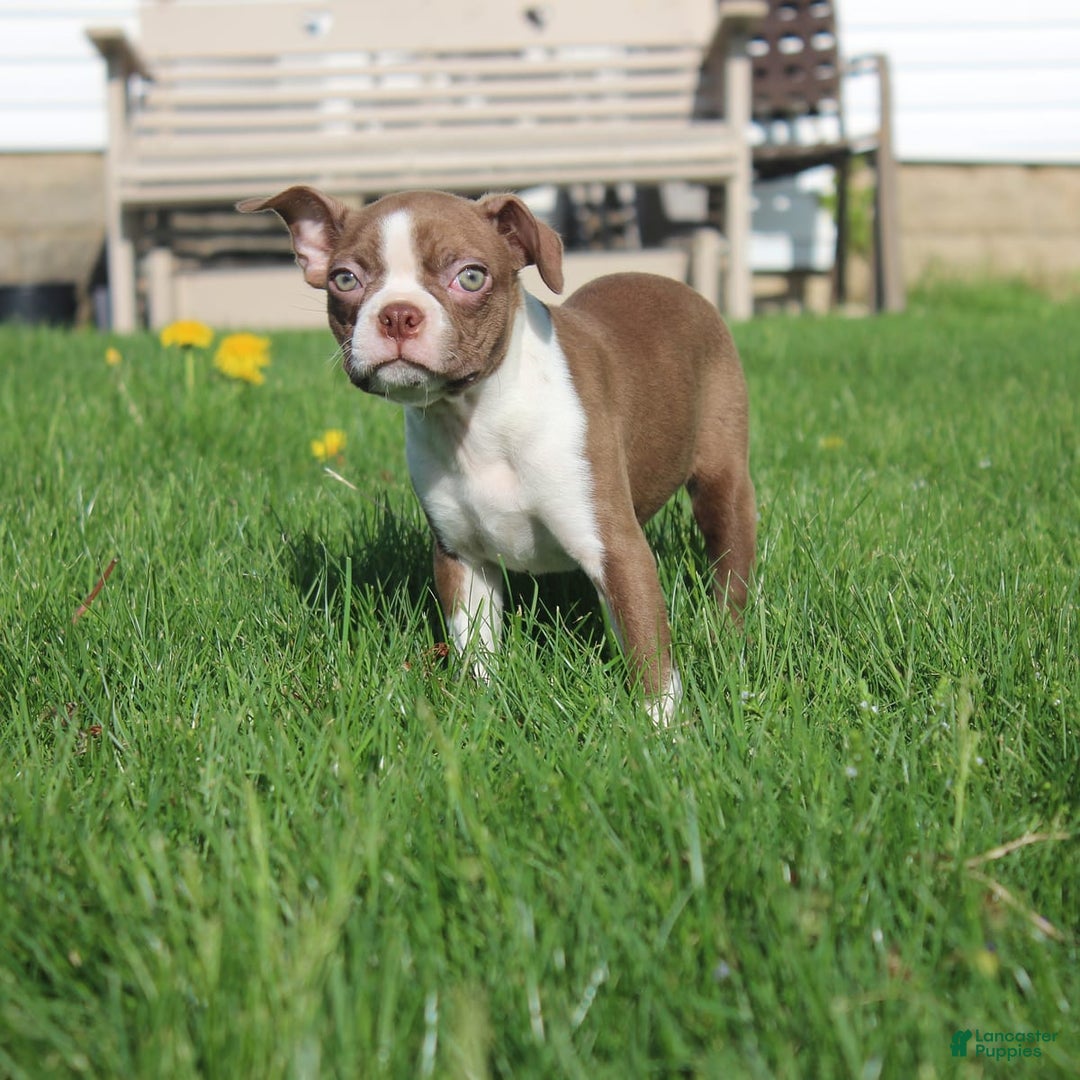 Boston Terrier dogs for sale: Sugar - Image 8