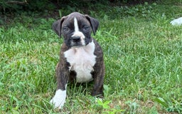 Boxer dogs for sale: Stitch - Image 1