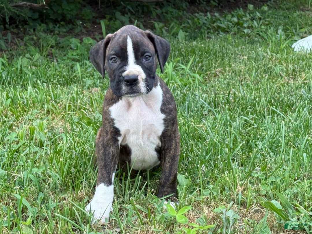 Boxer dogs for sale: Stitch - Image 1