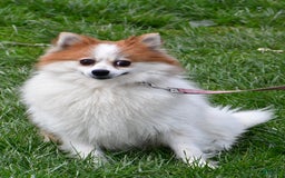 Pomeranian dogs for sale: Poochie - Image 7