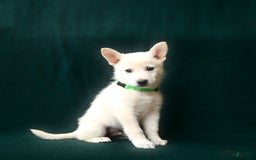 American Eskimo dogs for sale: Sebastian - Image 3