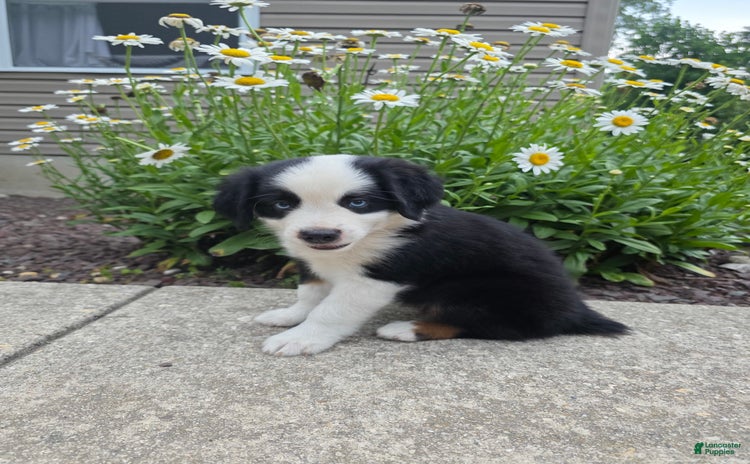 Miniature Australian Shepherd dogs for sale - Ad 2