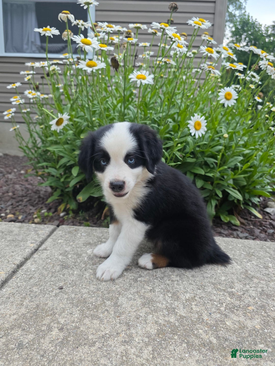 Miniature Australian Shepherd dogs for sale: Coby - Image 1