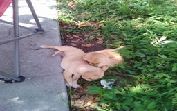 Chihuahua dogs for sale: Fatty - Image 4