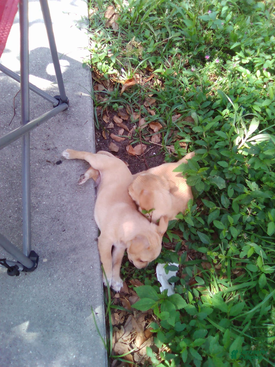 Chihuahua dogs for sale: Fatty - Image 4