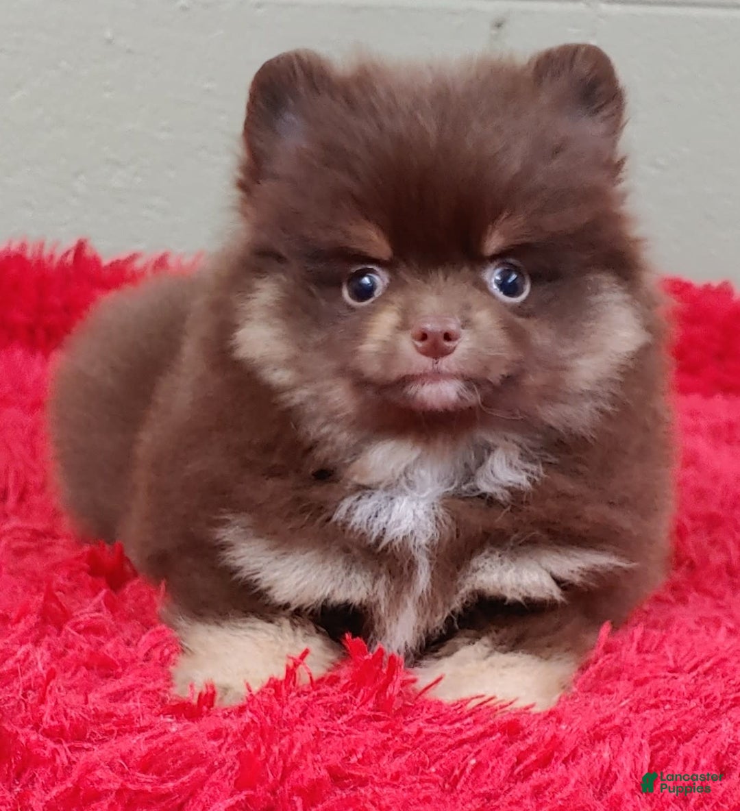 Pomeranian dogs for sale: Jimmy - Image 3