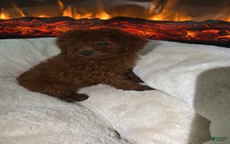 Toy Poodle dogs for sale: Milo - Image 2