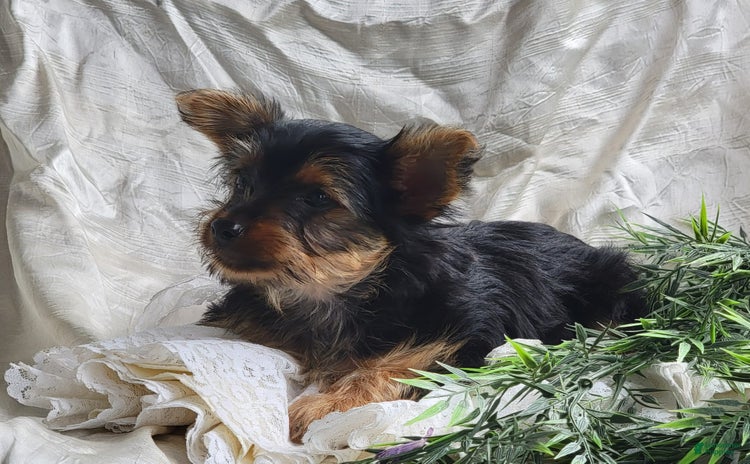 Yorkshire Terrier dogs for sale - Ad 2