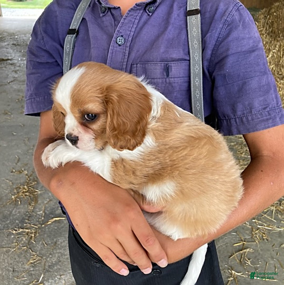 Cavalier King Charles Spaniel dogs for sale: Moonlight - Image 2