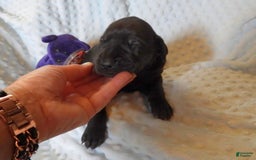 Great Dane dogs for sale: Storm - Image 7
