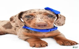 Miniature Dachshund dogs for sale: Griffin - Image 8