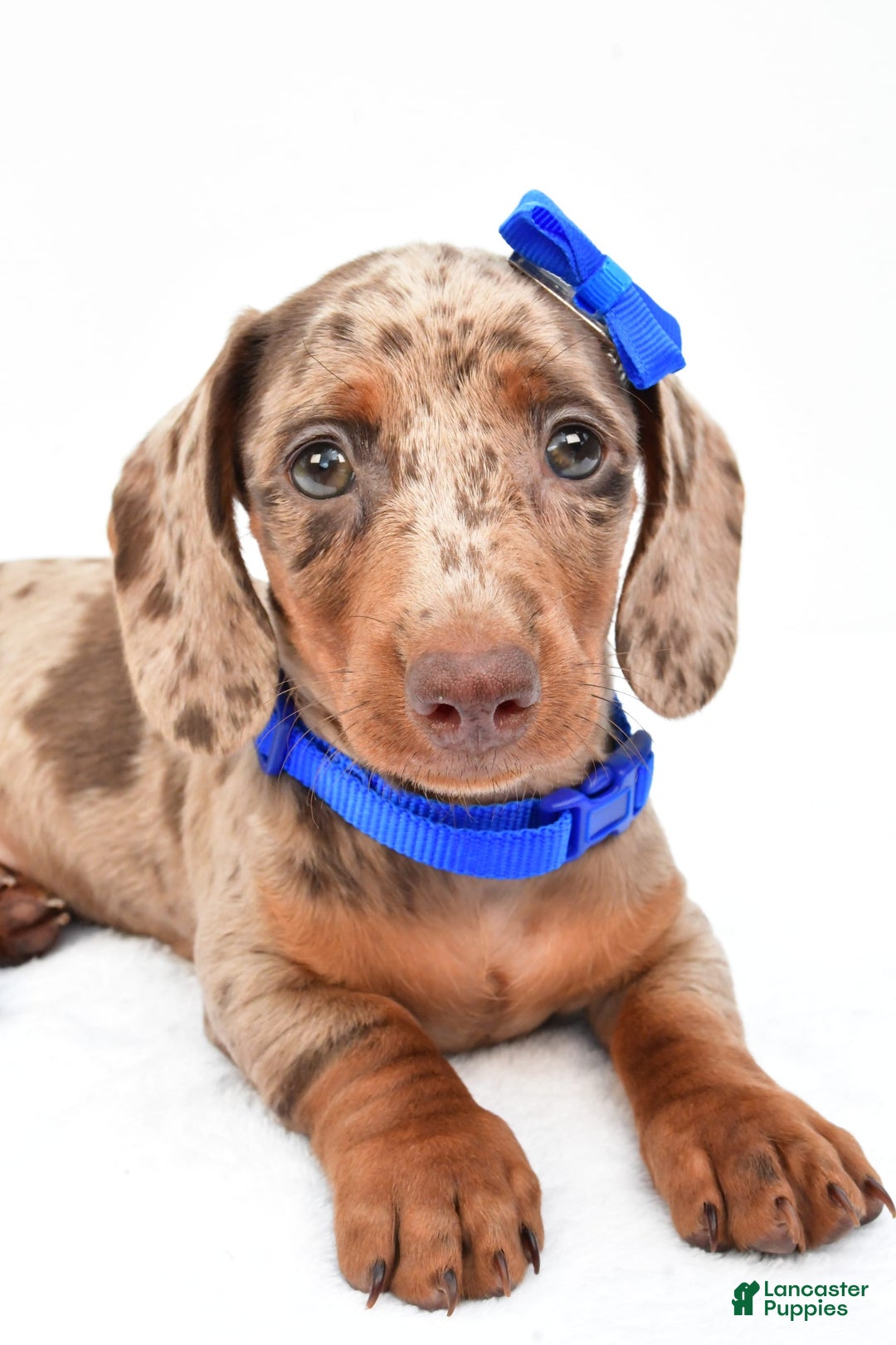 Miniature Dachshund dogs for sale: Griffin - Image 8