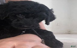 Bernedoodle dogs for sale: Baby Kiara - Image 3