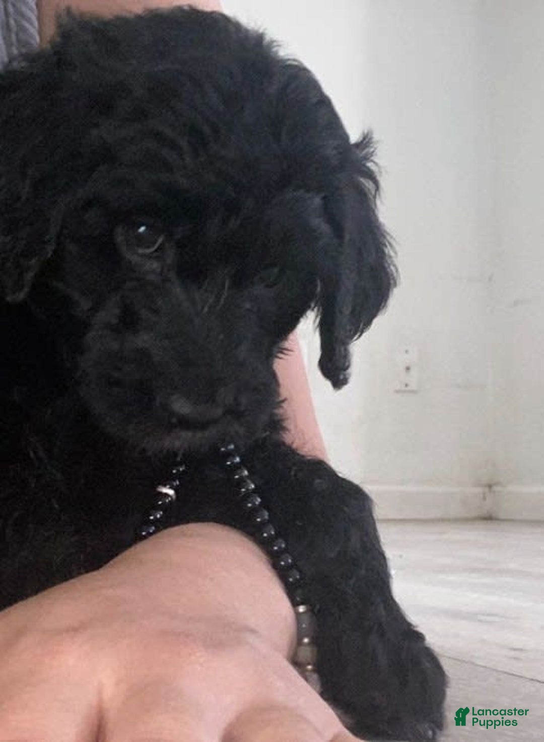 Bernedoodle dogs for sale: Baby Kiara - Image 3