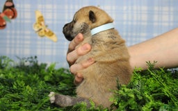 Shiba Inu dogs for sale: Larry - Image 16