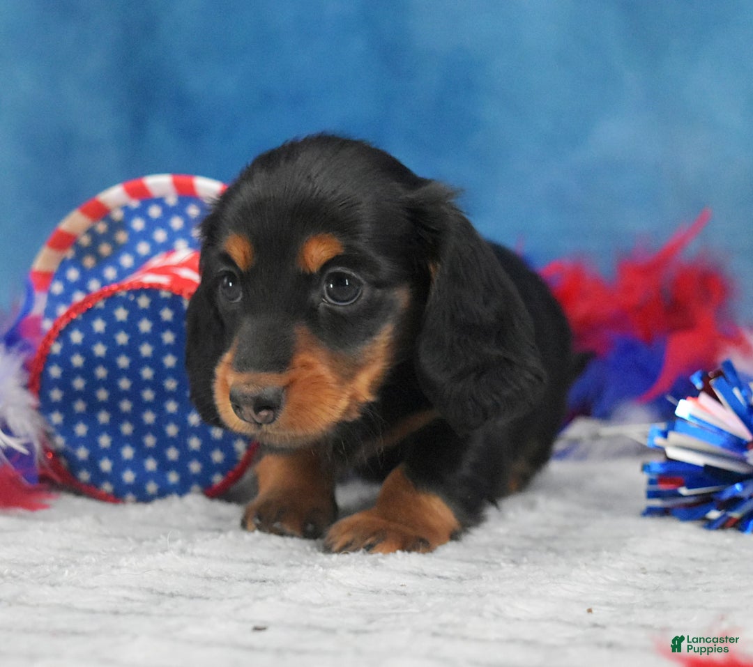 Miniature Dachshund dogs for sale: Black and tan Russian - Image 2