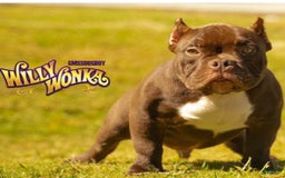 American Bully dogs for sale: Bones - Image 6