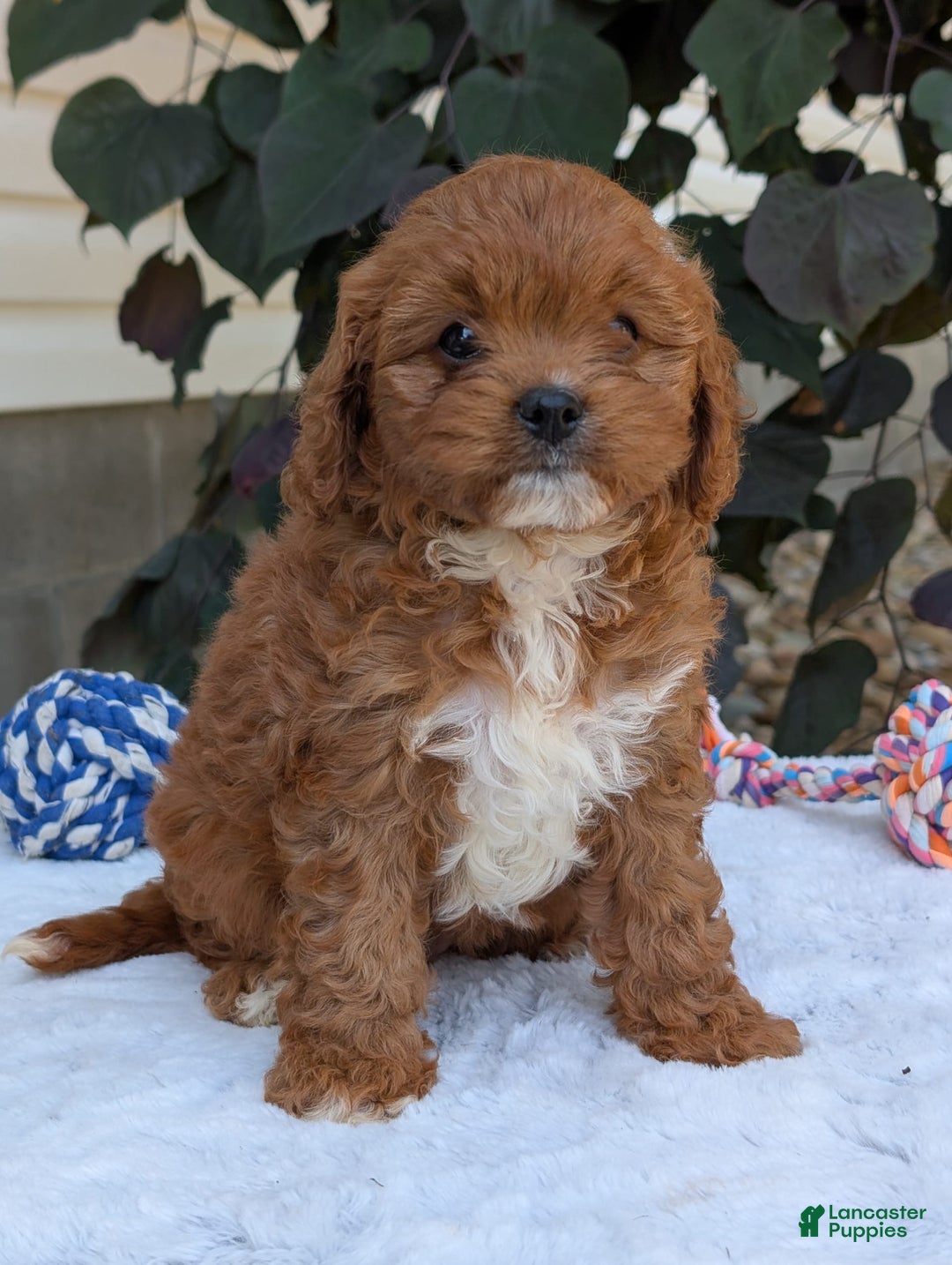Cavapoo dogs for sale: Sara - Image 8