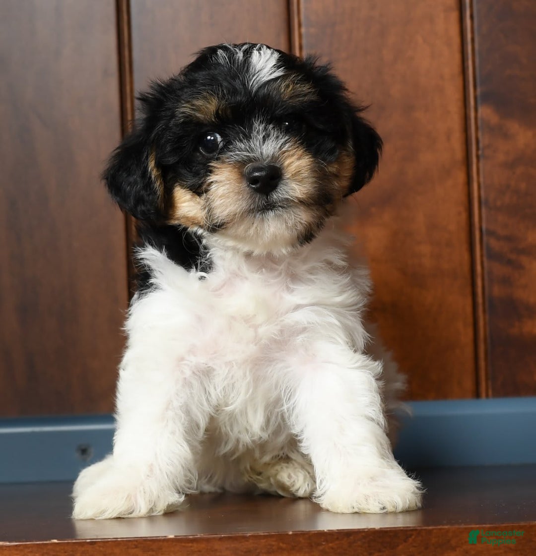 Yorkiepoo dogs for sale: Brent - Image 3