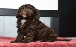 Cavapoo dogs for sale: Joey - Image 3