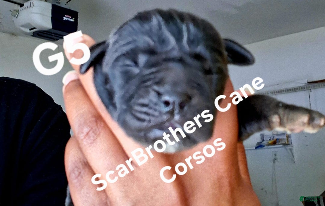 Cane Corso dogs for sale: Black - Image 19