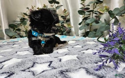 Morkie dogs for sale: Dusty - Image 4