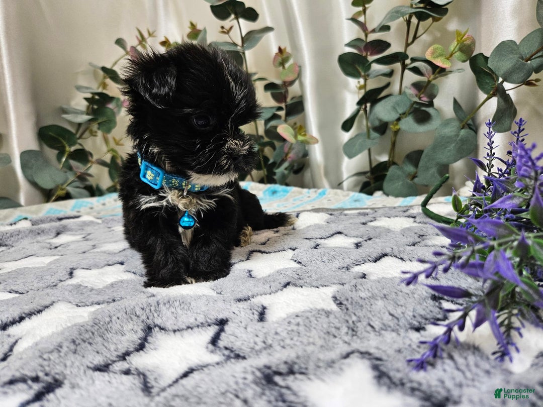 Morkie dogs for sale: Dusty - Image 4