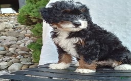 Mini Bernedoodle dogs for sale: Oakley - Image 8