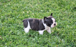 French Bulldog dogs for sale: Natalie - Image 20