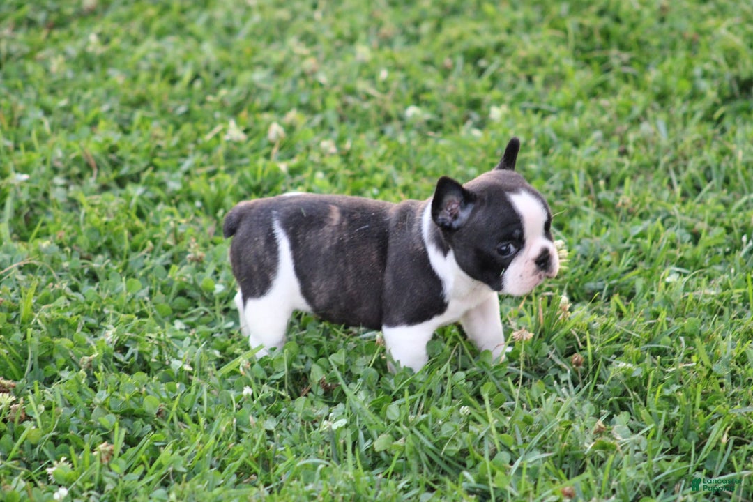 French Bulldog dogs for sale: Natalie - Image 20