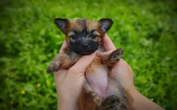 Morkie dogs for sale: Rare Gold Sable Firefly - Image 20