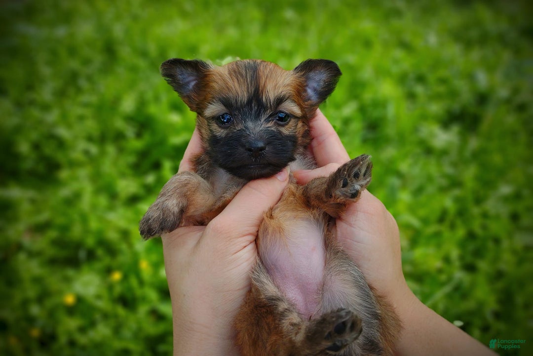 Morkie dogs for sale: Rare Gold Sable Firefly - Image 20